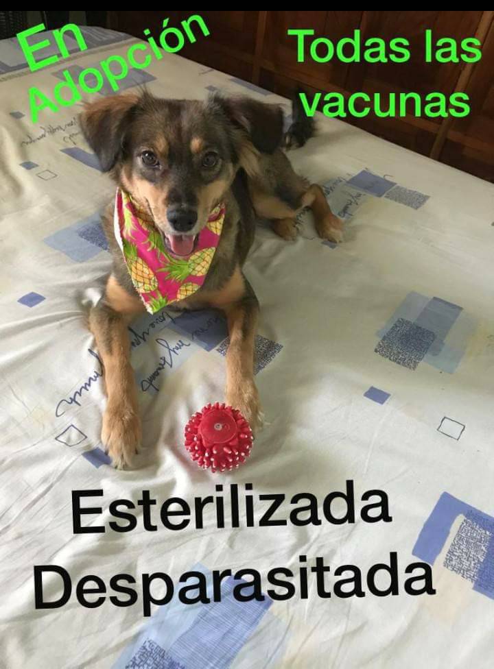 En adopción responsable en Barquisimeto. Esta hermosa perrita pequeña de 5 años, es dócil. TODA INFORMACIÓN AL +58 414-5218077, por favor COMPARTIR.