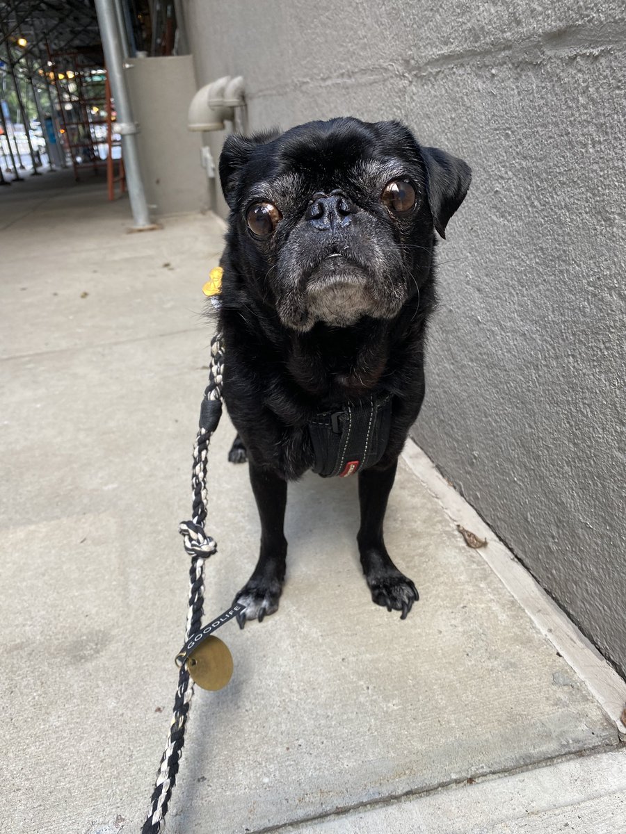 Rufus Pug checking in from NYC! #pugchat
