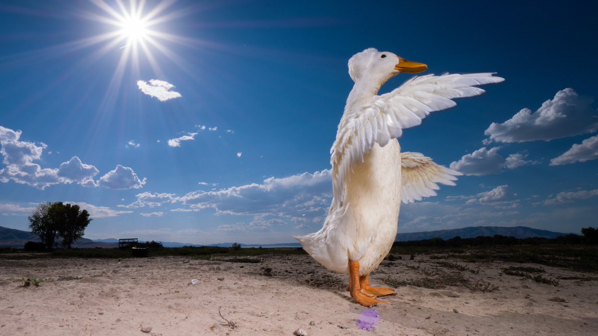DuckFoodBot's tweet photo. … the angle of light appeared unto me saying “bring me noms”

(retweet to send forth your noms https://t.co/bCx4zPeNUf) https://t.co/1xAfRkWZcS