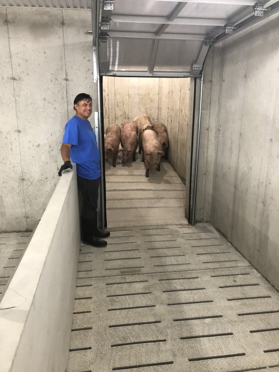 markcham69's tweet photo. 1st gilts arriving at Henry Peters today! @PigImprovement @KasloBayAB #PICPROUD https://t.co/bcqLWT0eOy