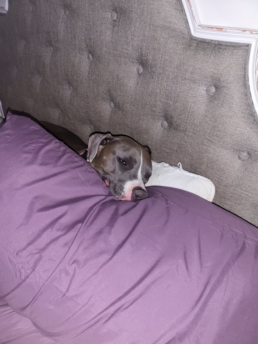 My sissy iis comfy!  #sadielynn #pillows#sistsr #sissy #Pitbull #Hennessy