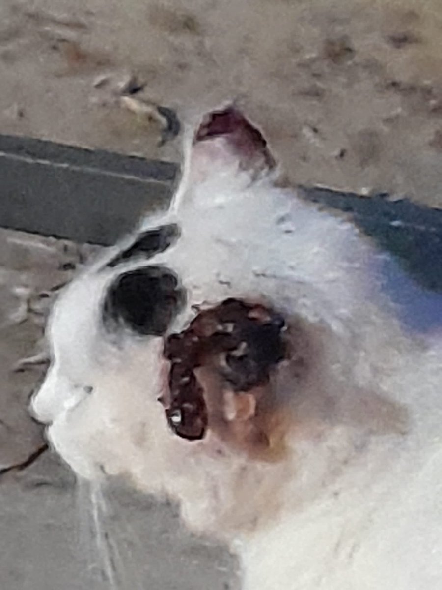 Hola <a href="/BenidormAyto/">Benidorm</a> tenéis a este pobre animal con estas heridas en la zona #TossalDelaCala. Necesita urgentemente curas.