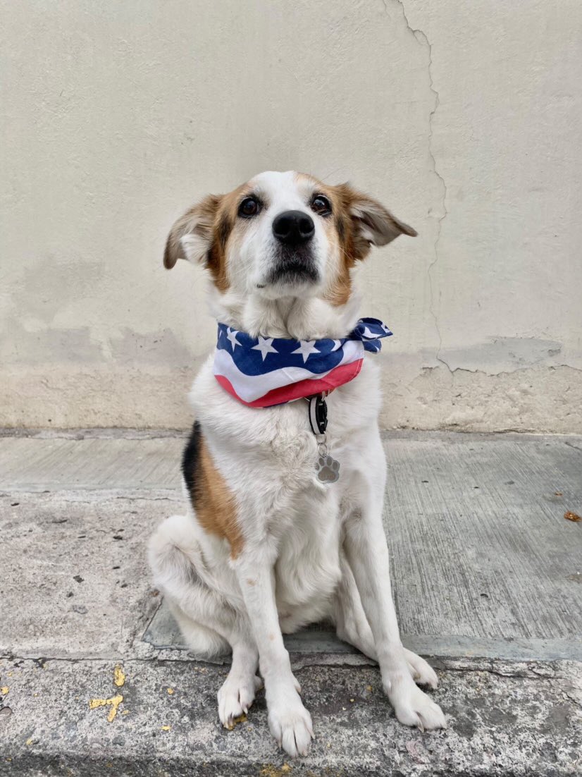 “Hola me llamo Linda y soy una perrita viejita. No siempre fui así, antes era joven y jugaba y corría pero un día me di cuenta que esas cosas me costaban más y más y empecé a hacerlo todo un poco menos lento.

Creo que esa puede ser la razón por la que me dejaron de querer 😢