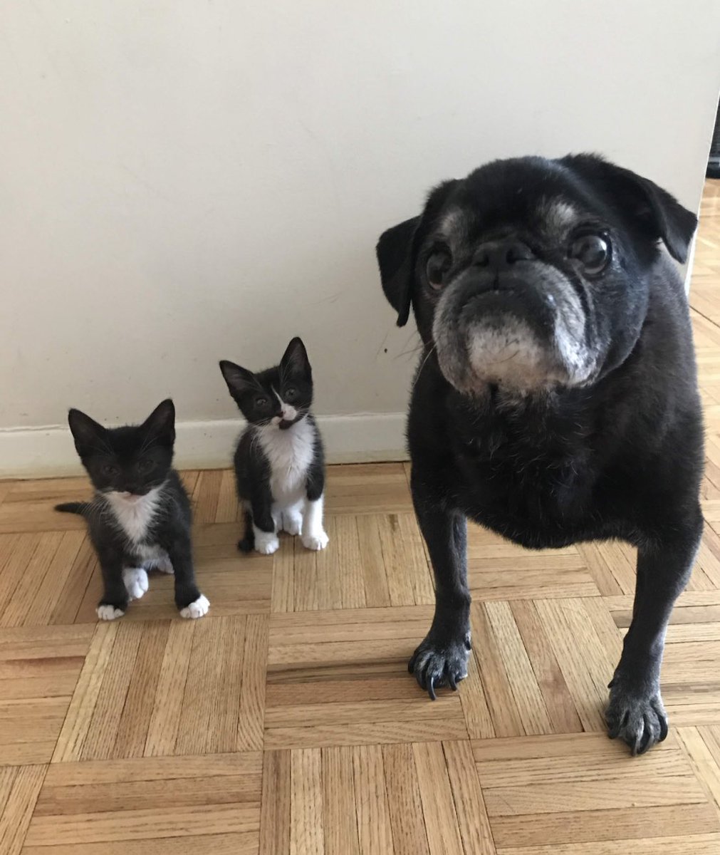 A2 hamilton told the foster kittens he had to taste their food #pugchat