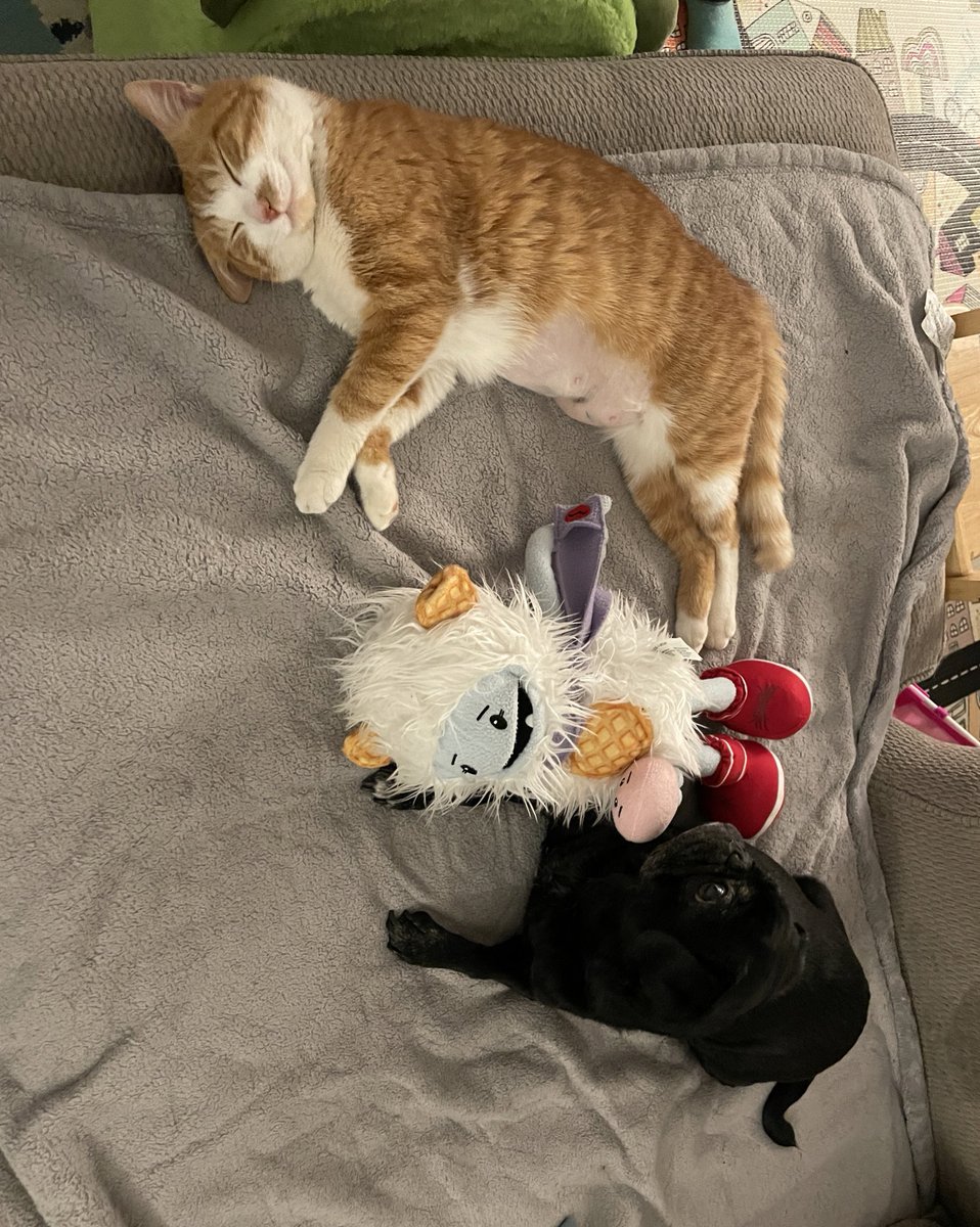 Stella and I have always gotten along because I’m so easygoing. #pugchat