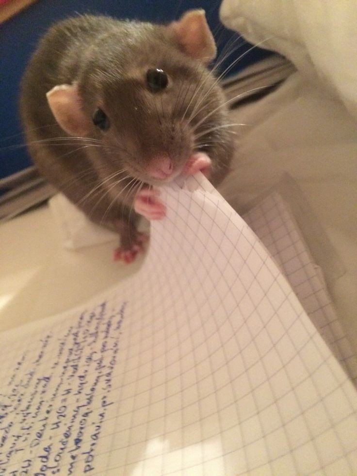 notadeliehyde's tweet image. #TestThursday 

we have two assessment tests later this day, probably won't me on twt much. Luckily I wrote notes... and Bonnie is trying her hardest to assist me with my reviews.. 

her efforts won't be in vain.