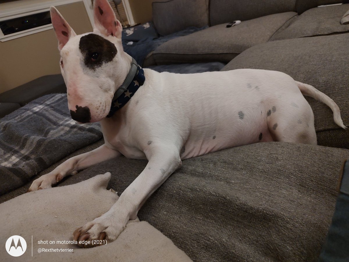 I think the couch is trying to eat me!  Send help! Or snacks.  Preferably snacks
#dogs #dogsoftwitter #DogsofTwittter #bullterriers