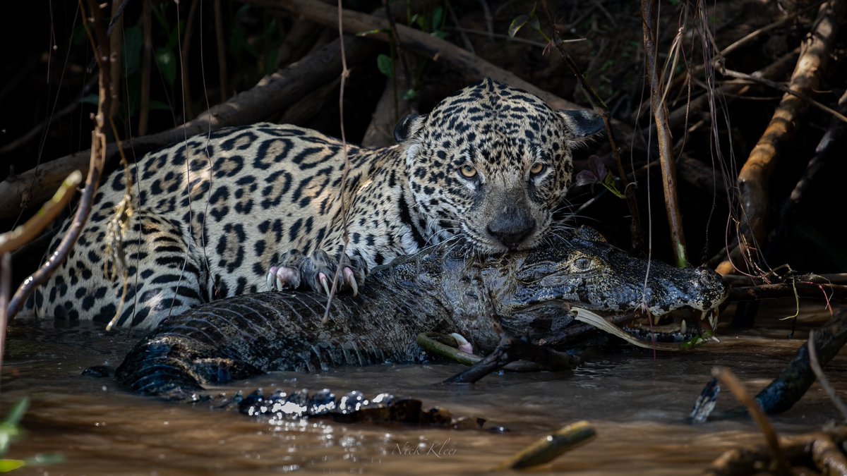 NickKleer's tweet image. Just finished up an insane trip in Brazil following Jaguars! These cats are mental! I am hosting trips back here in 2023 and have already gotten a lot of interest but if you are keen to join drop me a mail to nick@conserv.group