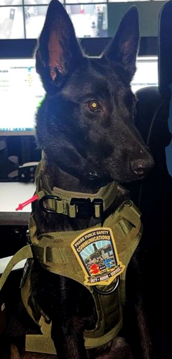 monitornews's tweet photo. Pharr seeks help in locating missing therapy dog | #RGV 

https://t.co/706g3fJuwA https://t.co/msEFJ5Awfi
