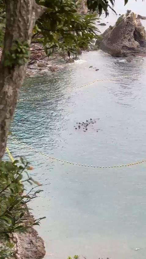 今、ゴンドウクジラたちが入り江に追い込まれて一頭ずつ殺されています。彼らは自分の家族や仲間たちの血の海の中で必死に生きようとしています。イルカショーに行かないで彼らイルカは私達と同じに生きていたいのです💔😞🐬😭😭😭😭😭