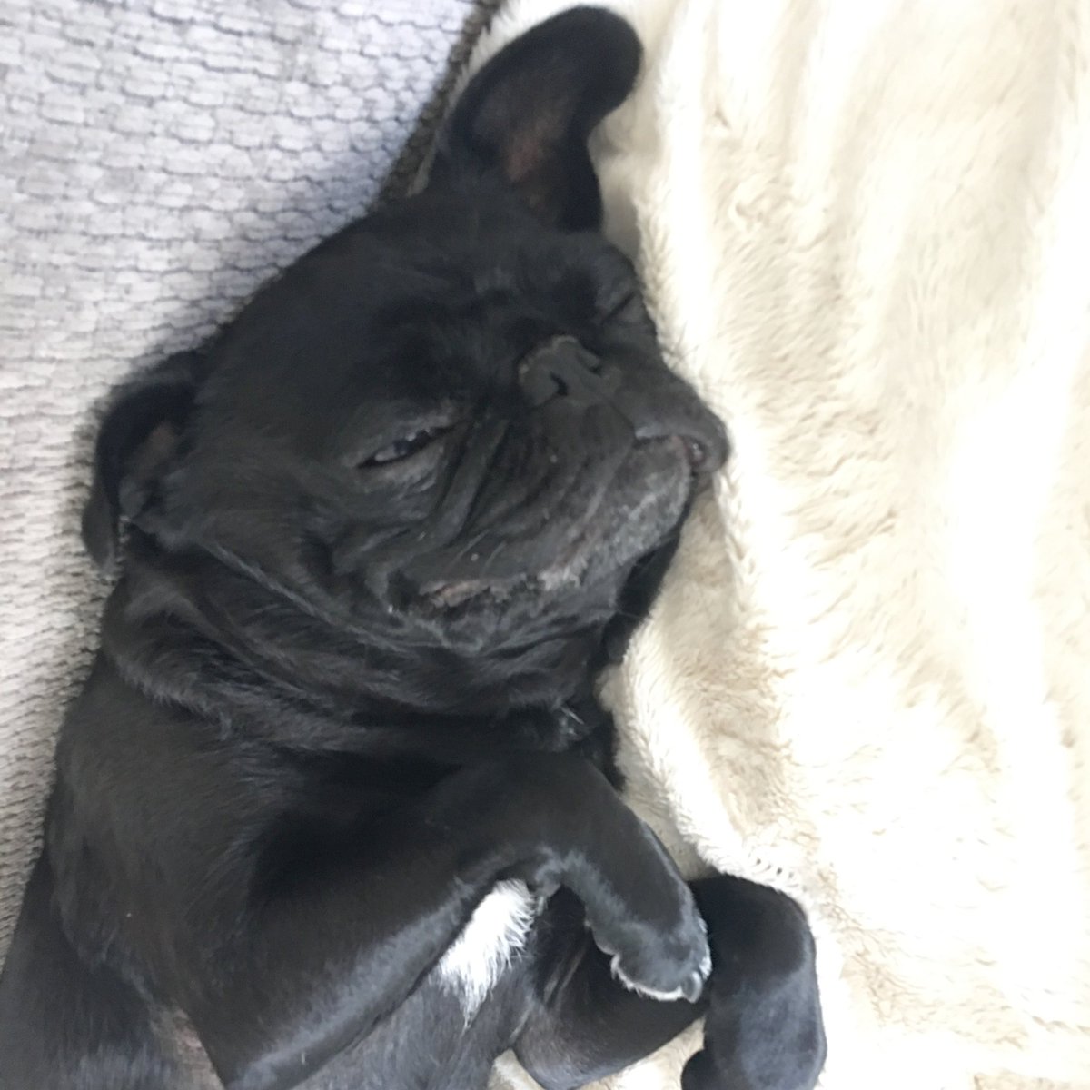 I sometimes sleep with my ear up and a funny face. #pugchat