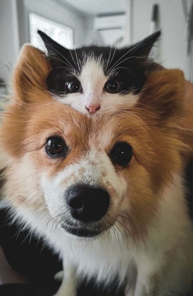 Игорь Конколин (@igorkonkolin) on Twitter photo 