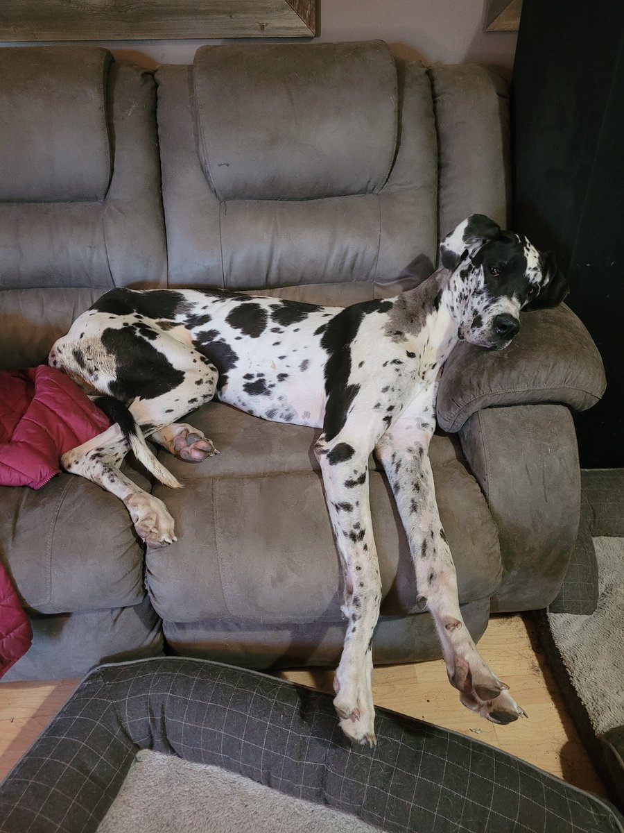 Sweet baby Jesus  , I think we need a bigger couch ..another 1.5 yrs of growing . Crazy Blossom 🌸