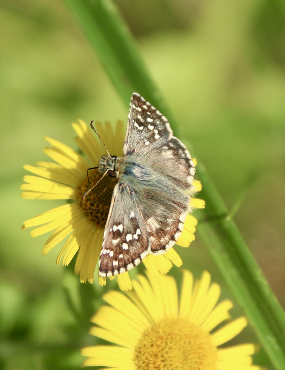 ChroniqueJardin's tweet photo. La seconde génération de l'Hespérie des potentilles, alias l'Armoricain. Pour quelques semaines encore. #Papillon #MaraisPoitevin 
À découvrir sur le site du jardin : https://t.co/oX5papDqKs https://t.co/wT5L6L0Yjx