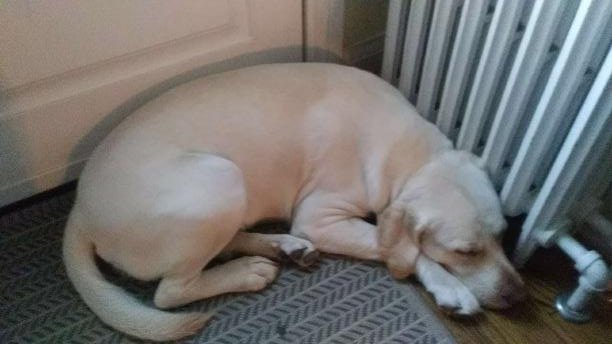 lionbadger_'s tweet photo. Sorry for not streaming today, was looking after Huw this evening and wasn't feeling amazing. I will be live on Friday instead. Here he is having a nap! https://t.co/nfD6QSYBX5