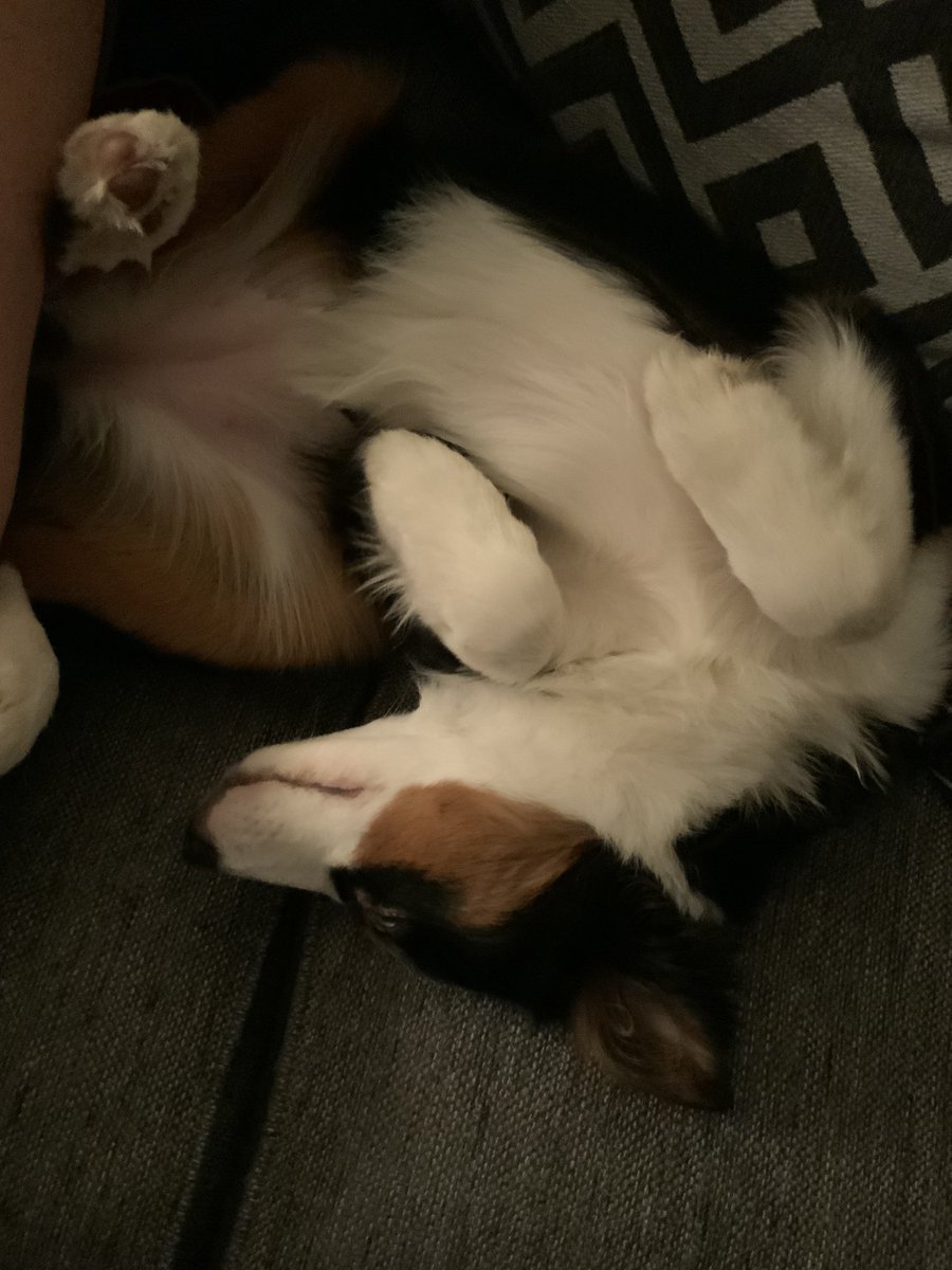 Luna’s Account Now!💖 (Angel Rex)🐶 tweet media