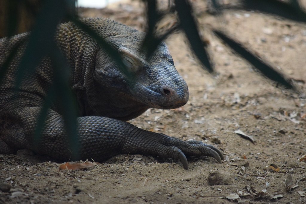 HourlyLizards's tweet photo. 🦎 Komodo Dragon - Varanus komodoensis 📷 Heather Smithers https://t.co/3tYZEL4EjX