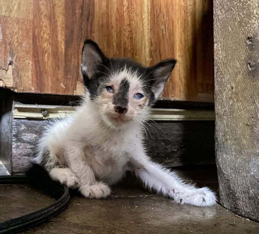 Fur Babies in Need tweet media