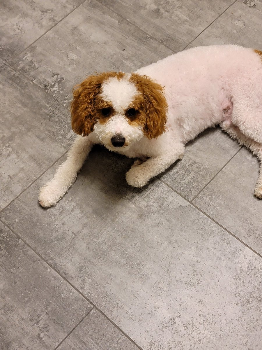 MurphyKamikawa's tweet photo. I told dad I needed a haircut but geez. Not a buzzcut. #MurphyTruth https://t.co/6qb0ZYyQPs