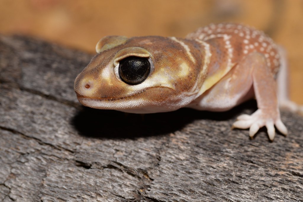 HourlyLizards tweet picture