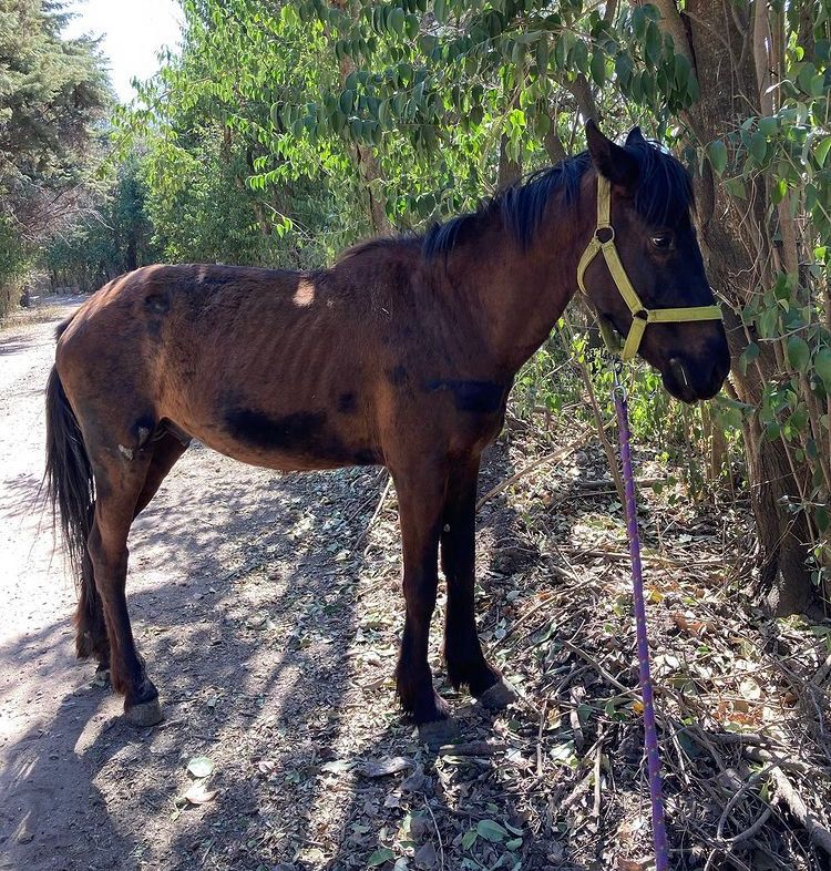 Sin_Estribo's tweet photo. #Jassir cayó desplomado en el asfalto por el cansancio que tenía, lleno de marcas de golpes y cinchas del carro, con hierros de obra como herraduras. Por suerte llegó al refugio y ya está siendo atendido por nuestros voluntarios!!! ❤️🩹 GRACIAS #SinEstribo https://t.co/NPKVMRe6i7