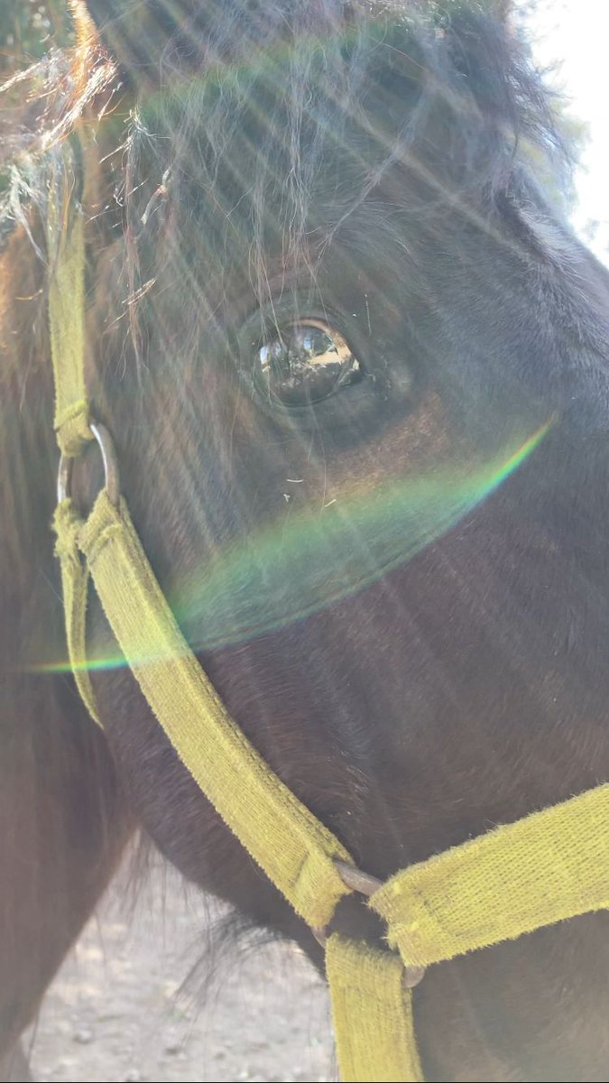 Sin_Estribo's tweet photo. #Jassir cayó desplomado en el asfalto por el cansancio que tenía, lleno de marcas de golpes y cinchas del carro, con hierros de obra como herraduras. Por suerte llegó al refugio y ya está siendo atendido por nuestros voluntarios!!! ❤️🩹 GRACIAS #SinEstribo https://t.co/NPKVMRe6i7