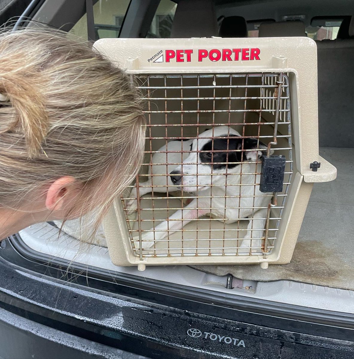 Providence_AC's tweet photo. Newborn, motherless puppy with umbilical cord in-tact, upper respiratory-ravaged kittens and a parvo-positive puppy - we call that a successful #ACCTtoPAC rescue mission! https://t.co/RHMaZKsM2x