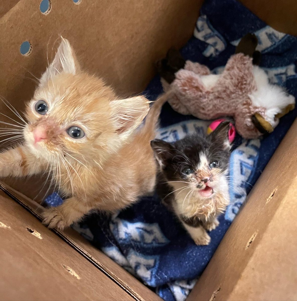 Providence_AC's tweet photo. Newborn, motherless puppy with umbilical cord in-tact, upper respiratory-ravaged kittens and a parvo-positive puppy - we call that a successful #ACCTtoPAC rescue mission! https://t.co/RHMaZKsM2x