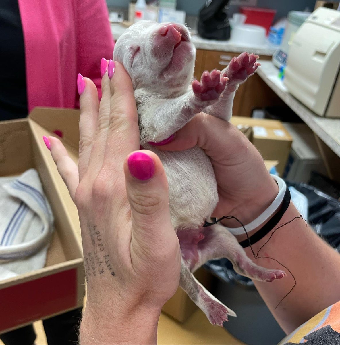 Providence_AC's tweet photo. Newborn, motherless puppy with umbilical cord in-tact, upper respiratory-ravaged kittens and a parvo-positive puppy - we call that a successful #ACCTtoPAC rescue mission! https://t.co/RHMaZKsM2x
