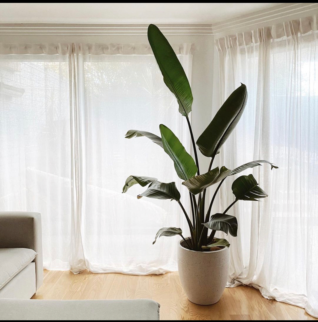 pop_wilder's tweet photo. This stunning customer has the most stunning space and seriously when you have floor length sheer curtains and a giant bird of paradise at that point can u just sit back and go I've made it or what? Get your beautiful bird with us today via delivery or pop into the studio in Elst https://t.co/Wa165KnaLL