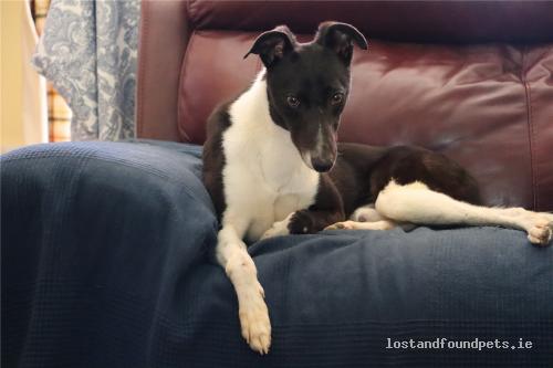 lostfoundpets's tweet photo. A male dog was lost on 14/08/2022 in Tonelagee Mountain Near Lough Ouler, #Tonelagee https://t.co/g3V6oXL3Ni #lpie https://t.co/AsMoQ1i7mZ