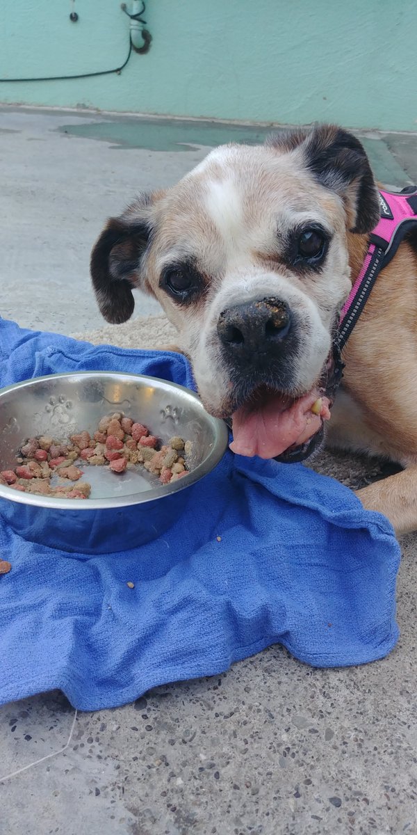 Precious the Boxer 🌈 9.10.22 tweet media