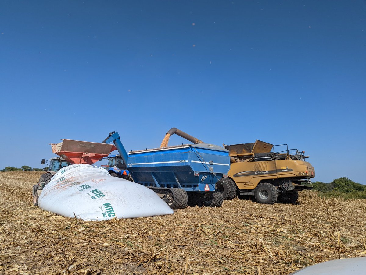DanBigham's tweet photo. High prices and record harvest basis? No brainer to sell...nope better #storeandignore instead. #justafarmer https://t.co/luXltI7p6M