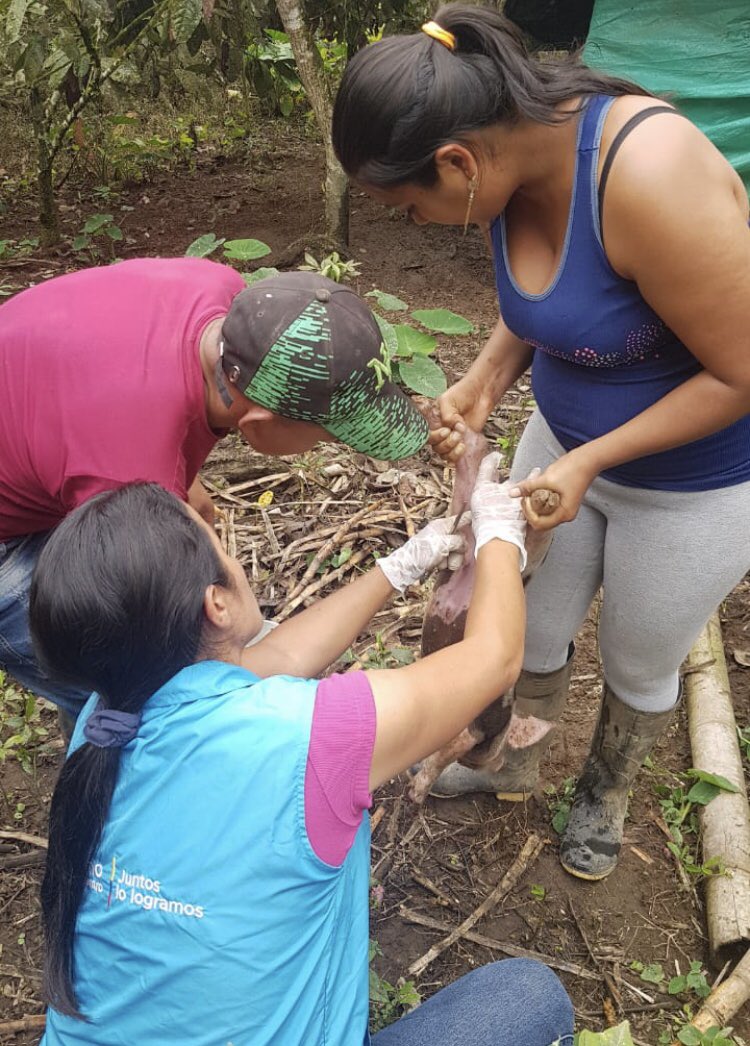 Alex_Padilla85's tweet photo. Técnicos del proyecto PIATER, brindan Asistencia técnica teórica y práctica en Castración de cerdos, para eliminar el olor desagradable en la carne del cerdo; teniendo en cuenta el bienestar animal. Actividad realizada en el sector Polanco parroquia El Esfuerzo. 
#JuntosPorElAgro https://t.co/NpraLdD7TV