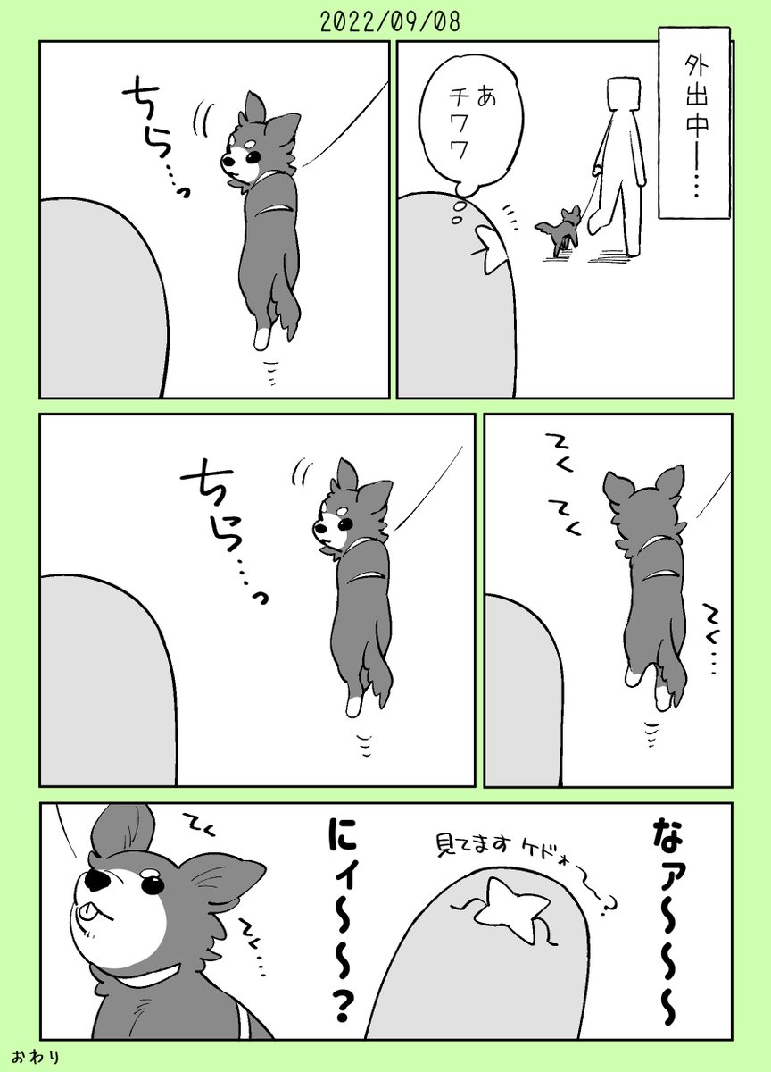 チラチラ見てくるチワワチャン 