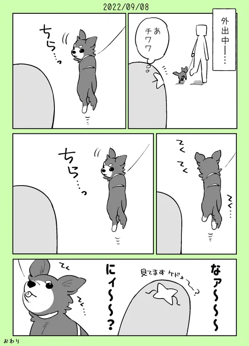 チラチラ見てくるチワワチャン 
