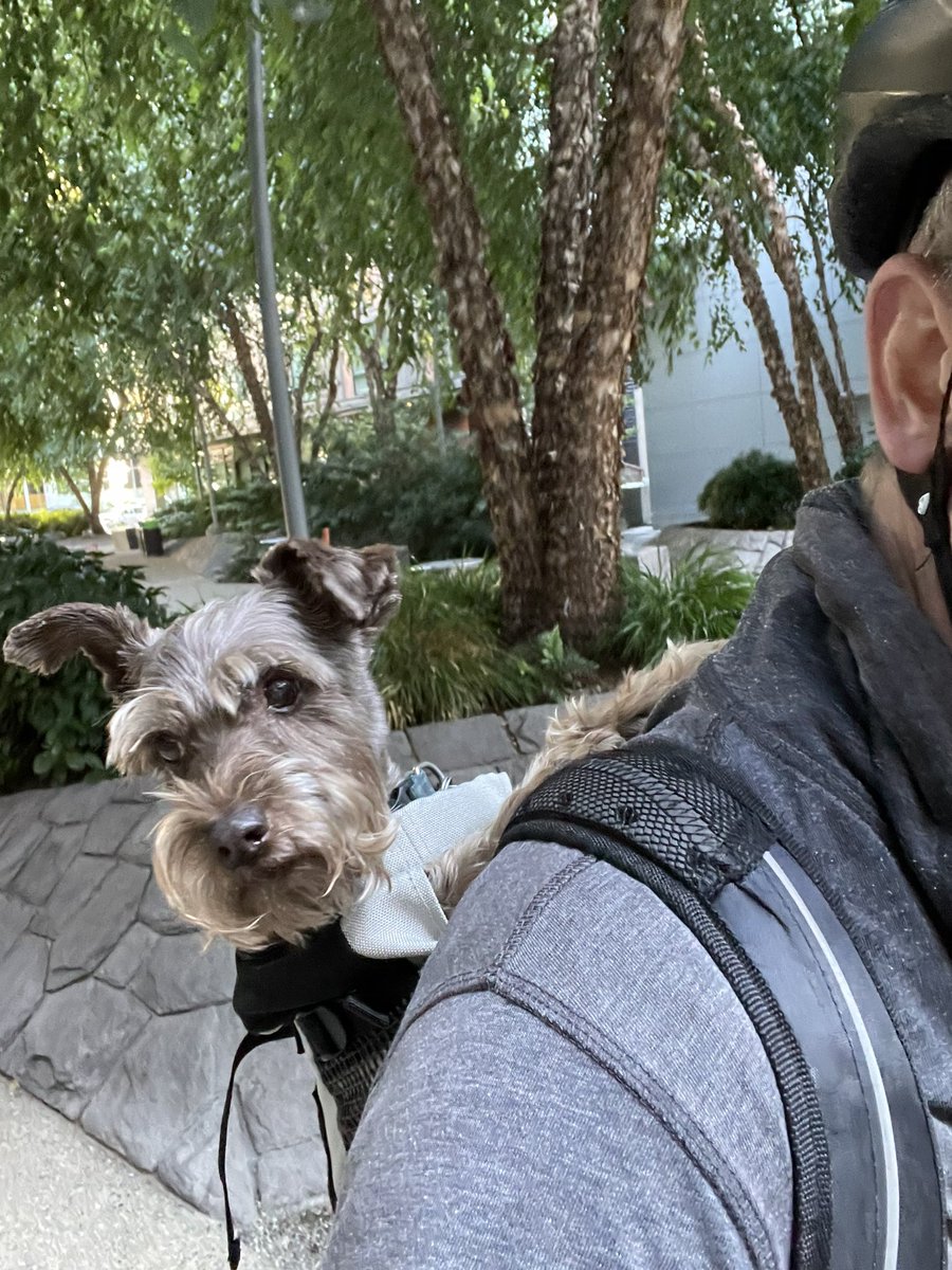 Hopped in the bag and went for a bike ride around #Seattle today! #SchnauzerGang