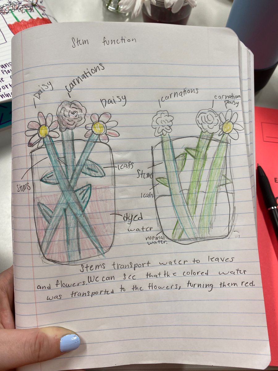 KennedyDukes's tweet photo. I love science notebooks and technical drawings!!! This drawing from class today makes me smile - this friend is not a huge science fan but LOVES art and I love giving her the opportunity to connect what she loves with what I need her to learn! https://t.co/luSQJfHbkV