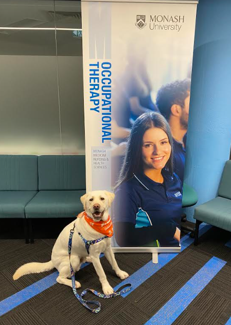 Monash_OT's tweet photo. It's @ruokday and @MonashUni @SPAHCMonash is always grateful to @GuideDogsAUS Victoria puppy educators, the lovely Labrador pups & @Monash_OT @RAILMonash staff member @AislinnLalor who helps organises an annual visit on #RUOK day to check how staff and students are https://t.co/MNmGXFAN5d