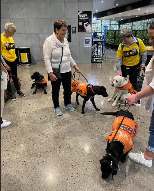 Monash_OT's tweet photo. It's @ruokday and @MonashUni @SPAHCMonash is always grateful to @GuideDogsAUS Victoria puppy educators, the lovely Labrador pups & @Monash_OT @RAILMonash staff member @AislinnLalor who helps organises an annual visit on #RUOK day to check how staff and students are https://t.co/MNmGXFAN5d