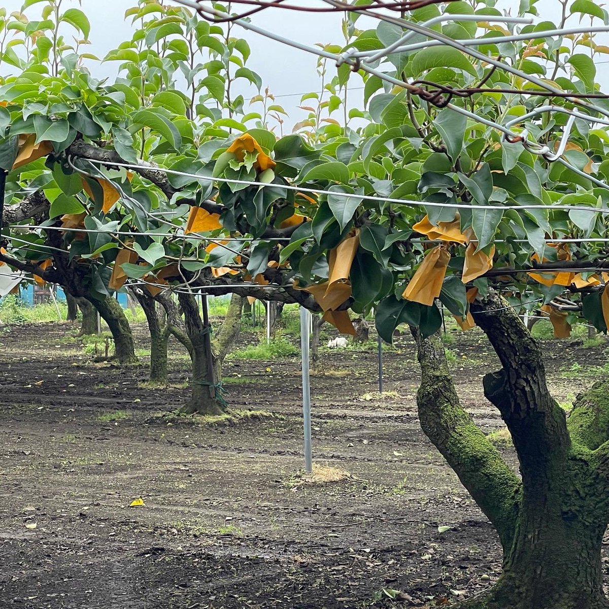 fromfarm_74's tweet photo. アルバイト、正社員急募です♪

https://t.co/LSr4niI5WU https://t.co/xl49R7yubQ