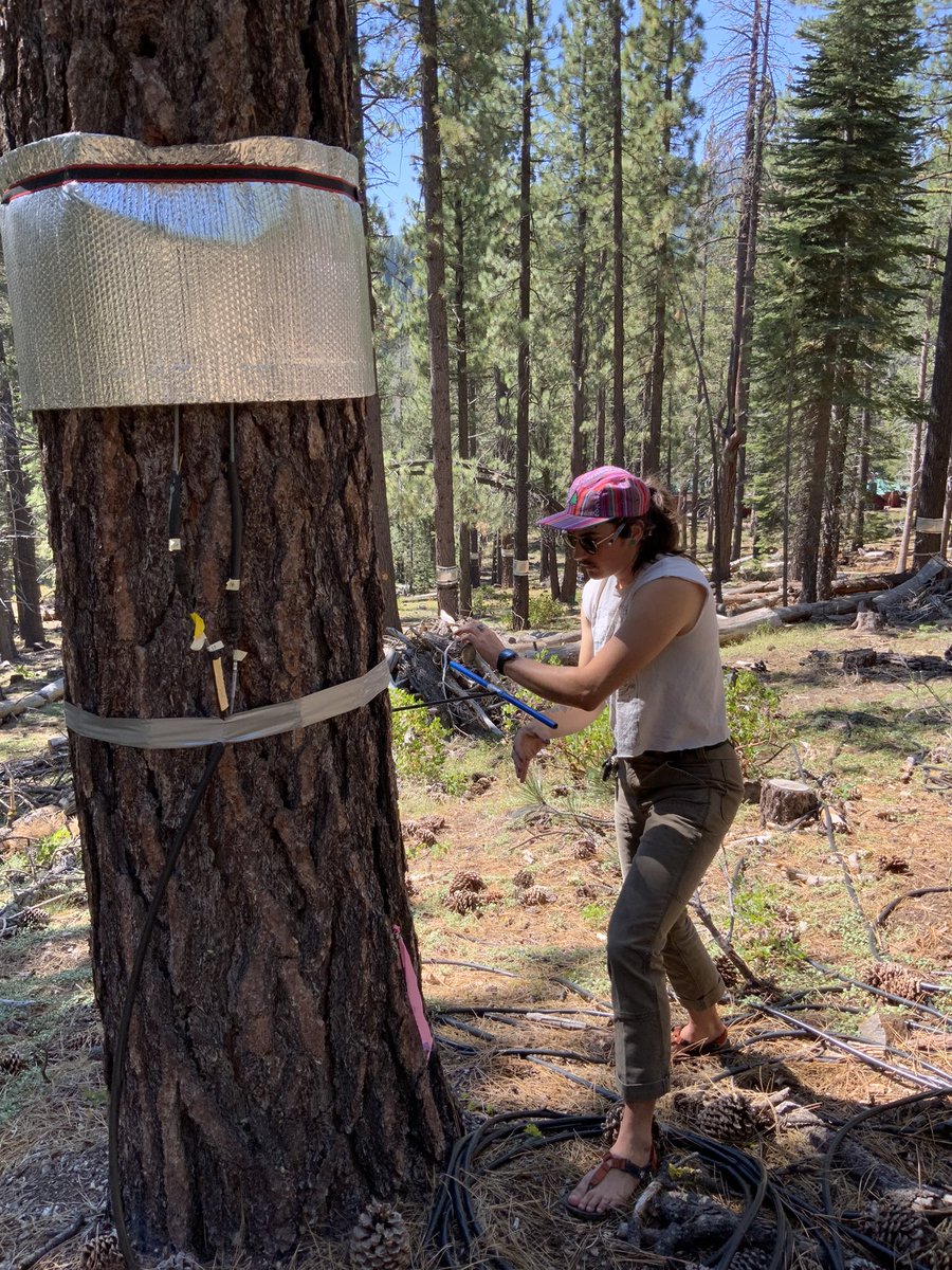 NV_Mtn_Ecohydro's tweet photo. I will be recruiting a PhD student and postdoc to start in 2023 (some flexibility).  My students are generally in the Hydrology program @NevadaWater. I have lots of really cool projects and collaborators that need your help #NSFfunded https://t.co/hTEbMxtioo