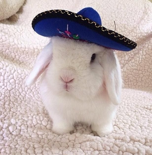 Bunnies tweet media