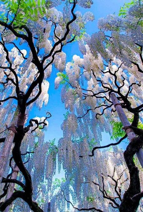 santinho95's tweet photo. White Wisteria in Japan https://t.co/OkCupcA4WB