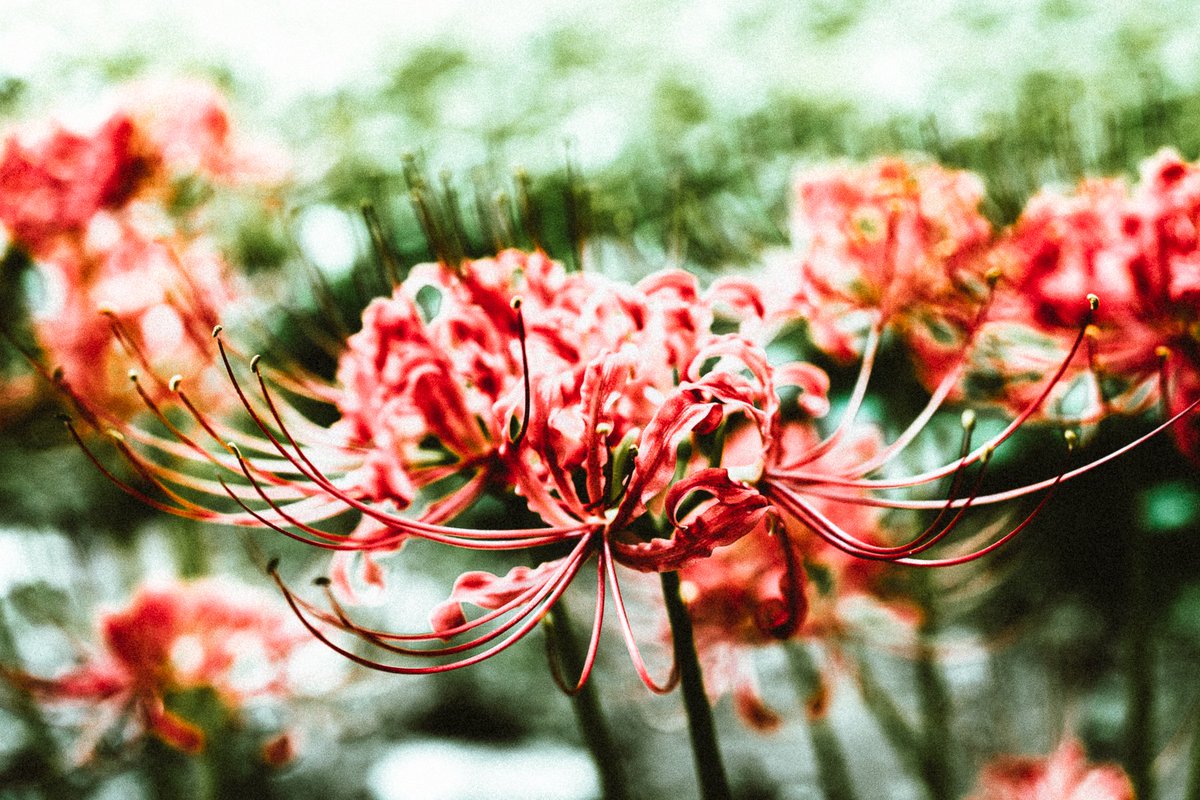chichan2k6's tweet photo. #写真好きな人と繋がりたい #写真 #写真撮影  #photography https://t.co/Go9hj2MFWl