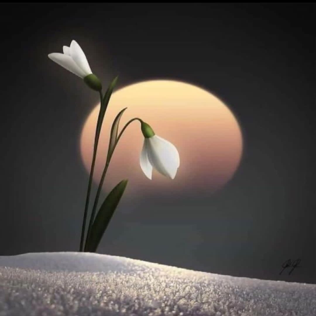 lllmyry15's tweet photo. #صورة_ملف_شخصي_جديدة https://t.co/arIdICCUN0
