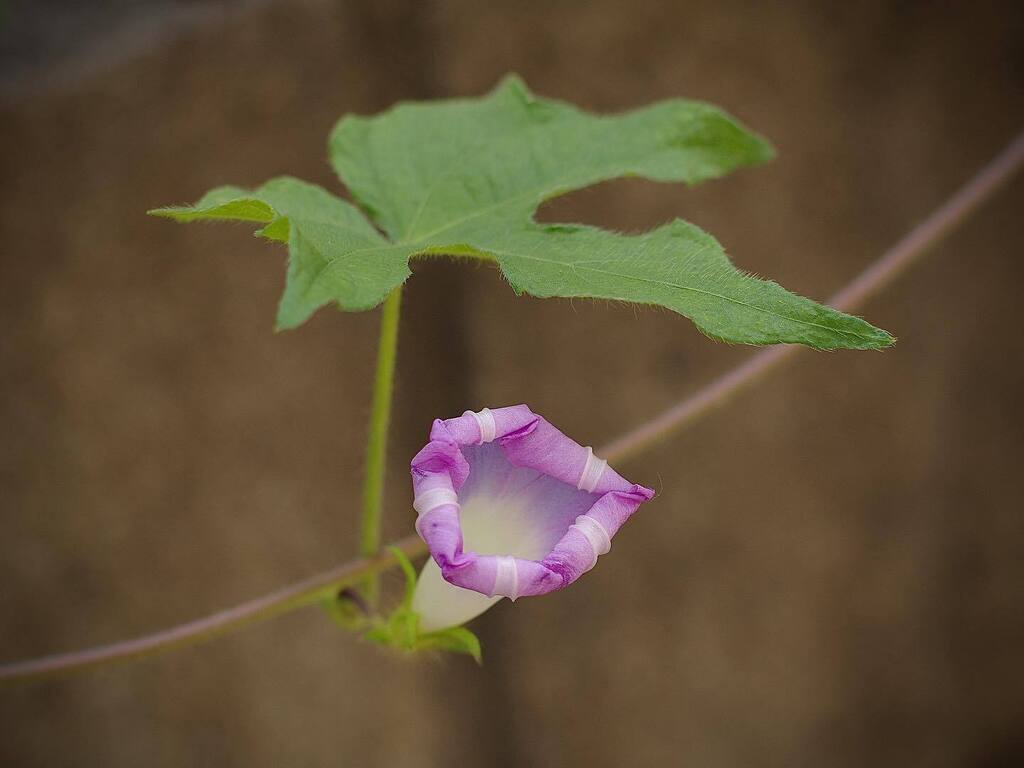 kikutaroid's tweet photo. 記録
#街歩き
#scene
#花 #flower
#植物 #plants
#路傍 #roadside
#pentax #pentaxk5iis #k5iis #k_mount
#smc #smcpentaxa #pentaxa5014 #a5014 #singlefocuslens #mflens #oldlens
#trimmed #retouched https://t.co/YohnZV3nmj https://t.co/kIQjKPrjdB