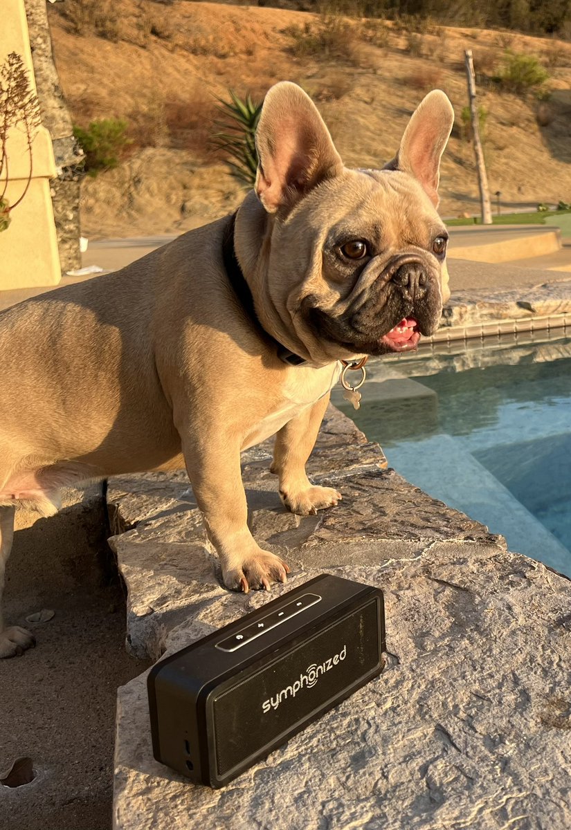 librarianMcB's tweet photo. Hanging out with my baby on this warm evening. #frenchie #frenchbulldog #symphonized https://t.co/czyK08KLH3