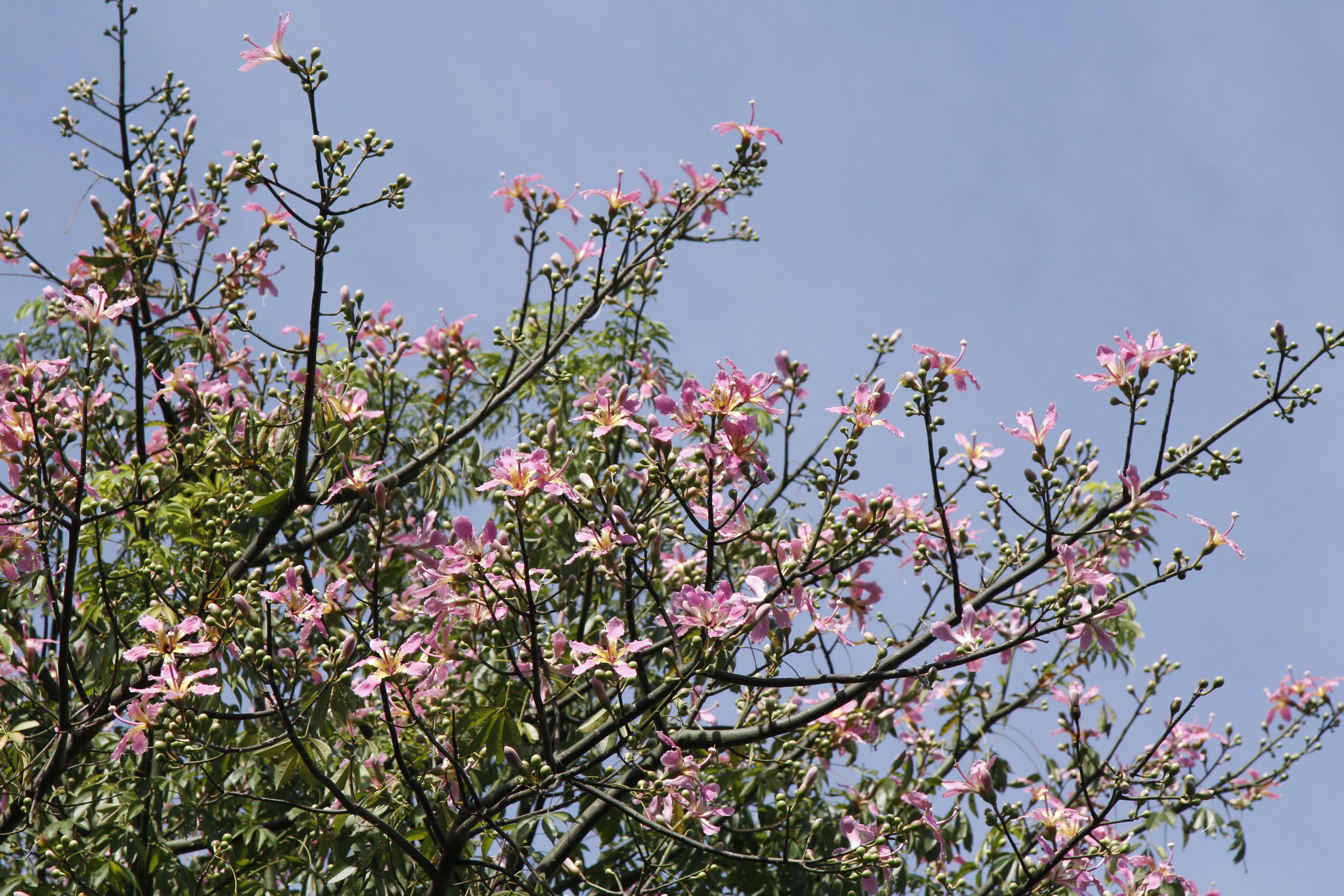 フラワーパークかごしま 芝生広場のトックリキワタが満開で見ごろです 花の並木道の奥から2番目のトックリキワタも咲き始めました トックリキワタ フラワーパークかごしま 指宿 T Co Jeb1izqzkz Twitter