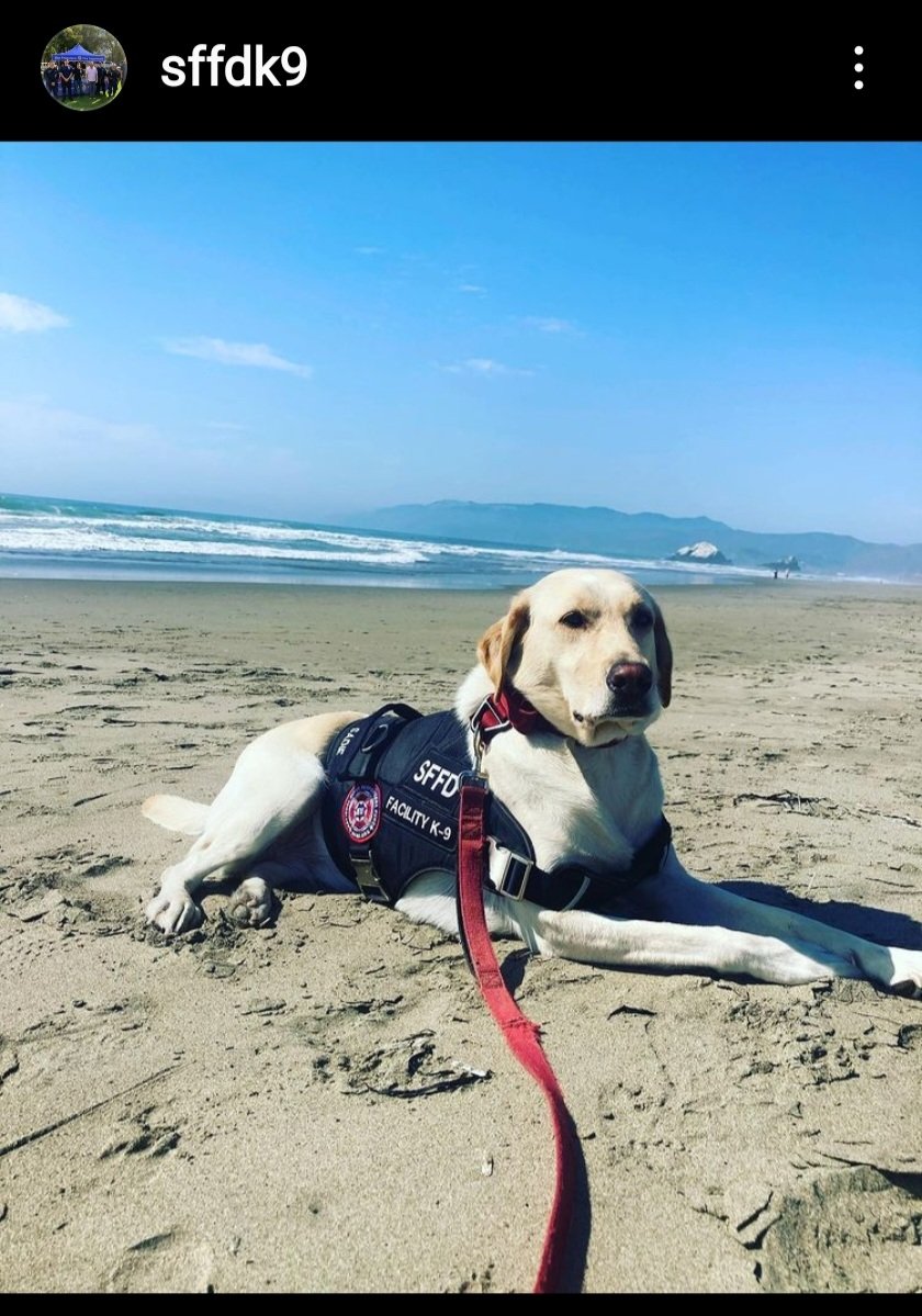 joeavero's tweet photo. Who doesn't love Sadie chilling on the beach in her National First Responders Fund vest. #WorkChill @sffdk9 https://t.co/16p9FGcaYJ